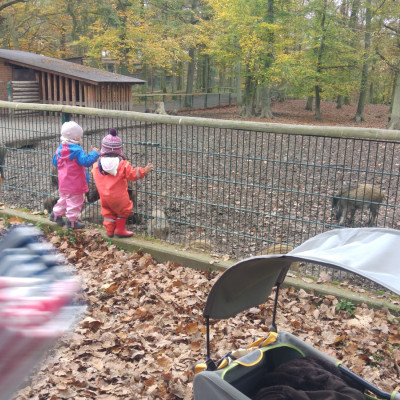 Wildschweine bewundern